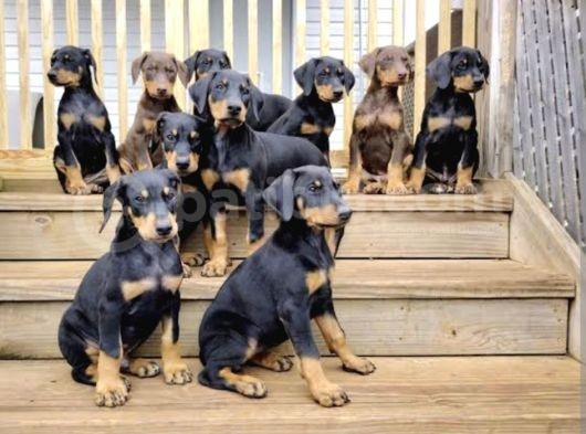 Ki̇ng Doberman Son Iki Erkek görsel
