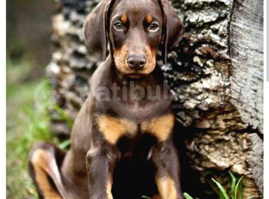 Ki̇ng Doberman Son Iki Erkek