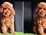 Bu  Efsane Toy Poodle Yavrular Kaçmazz