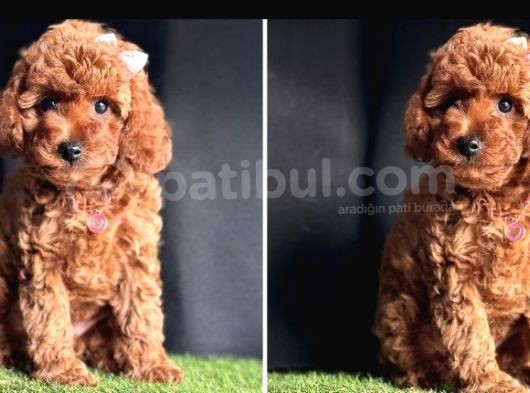 Bu  Efsane Toy Poodle Yavrular Kaçmazz görsel