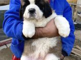 kusursuz kalitede saint bernard yavrular