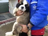 Kusursuz Kalitede Saint Bernard Yavrular
