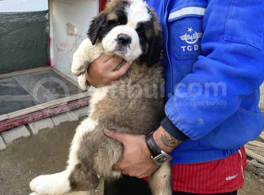 Kusursuz Kalitede Saint Bernard Yavrular görsel