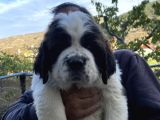 Kusursuz Kalitede Saint Bernard Yavrular