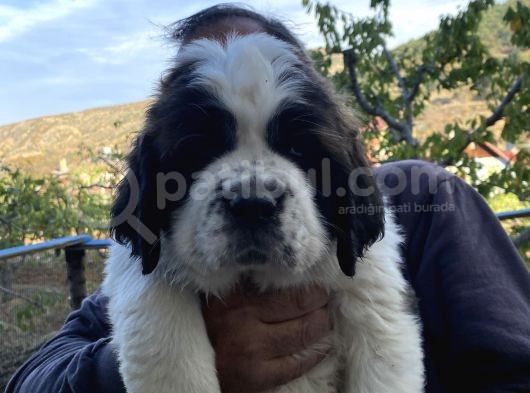 Kusursuz Kalitede Saint Bernard Yavrular görsel