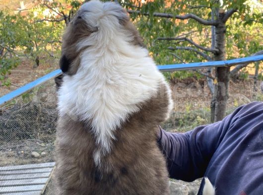 Kusursuz Kalitede Saint Bernard Yavrular görsel