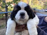 Kusursuz Kalitede Saint Bernard Yavrular