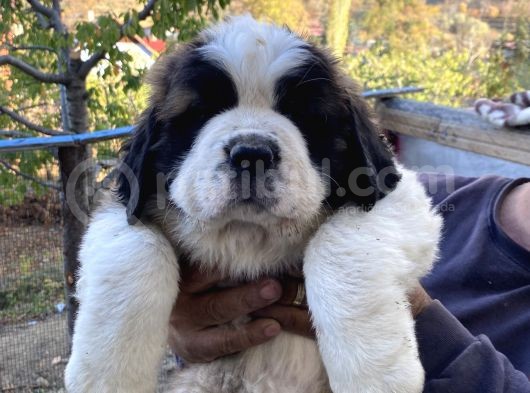 Kusursuz Kalitede Saint Bernard Yavrular görsel