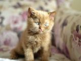 Nadi̇r Bulunan Safkan British Shorthair Blue Point Kedi̇mi̇z