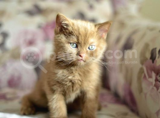 Nadi̇r Bulunan Safkan British Shorthair Blue Point Kedi̇mi̇z görsel
