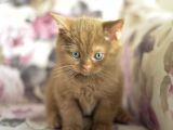 Nadi̇r Bulunan Safkan British Shorthair Blue Point Kedi̇mi̇z