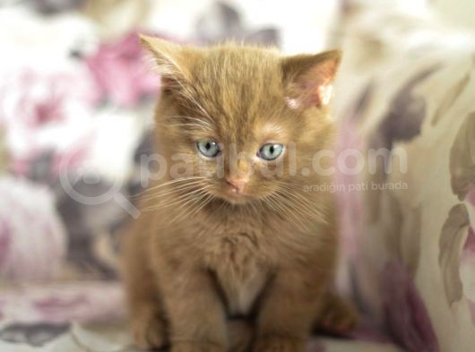 Nadi̇r Bulunan Safkan British Shorthair Blue Point Kedi̇mi̇z görsel