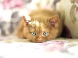 NADİR BULUNAN SAFKAN BRITISH SHORTHAIR BLUE POINT KEDİMİZ