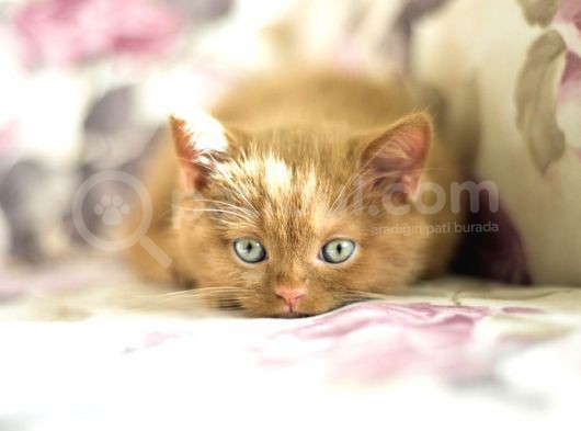 Nadi̇r Bulunan Safkan British Shorthair Blue Point Kedi̇mi̇z