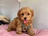 Üst segment maltipoo