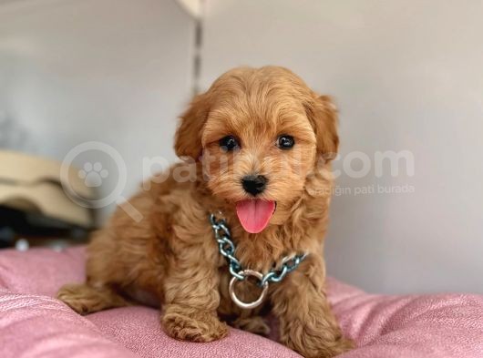 Üst Segment Maltipoo