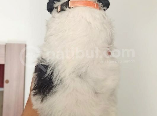 Bicolour Toy Poodle Yavrumuz görsel