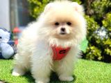 Orijinal Ayıcık Surat Pomeranian Boo
