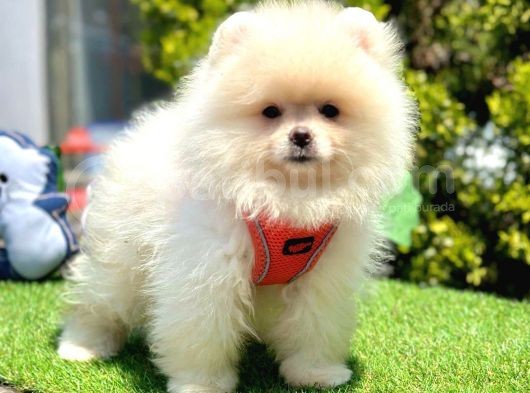 Orijinal Ayıcık Surat Pomeranian Boo görsel