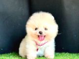 Show Kalite Pomeranian Boo