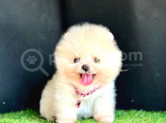 Show Kalite Pomeranian Boo görsel