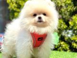 Orijinal Ayıcık Surat Pomeranian Boo