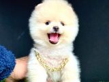 ORİJİNAL AYI SURATLI POMERANİAN BOO BEBEKLERİMİZ