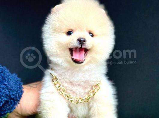 ORİJİNAL AYI SURATLI POMERANİAN BOO BEBEKLERİMİZ