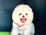 Show kalite pomeranian boo