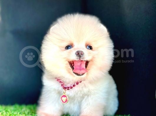 Show Kalite Pomeranian Boo