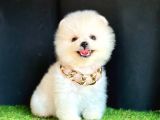 Pomeranian Boo Ayıcık Yüz 
