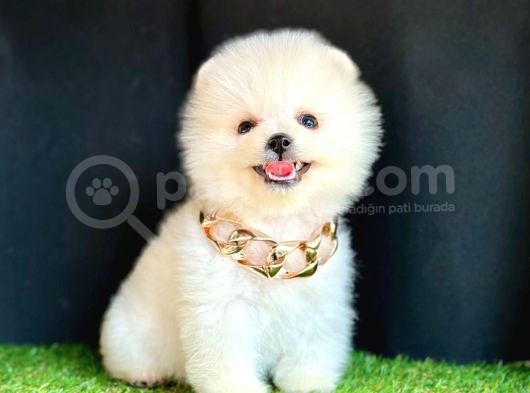 Pomeranian Boo Ayıcık Yüz  görsel