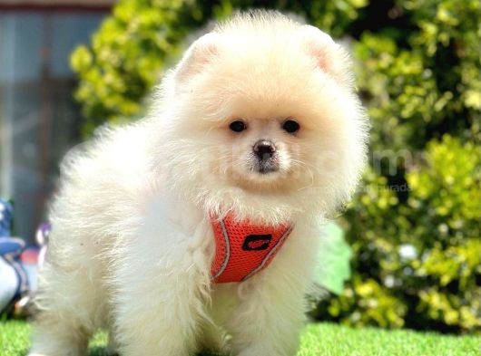 Orijinal Ayıcık Surat Pomeranian Boo