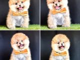 Pomerani̇an Boo Bebekleri̇mi̇z