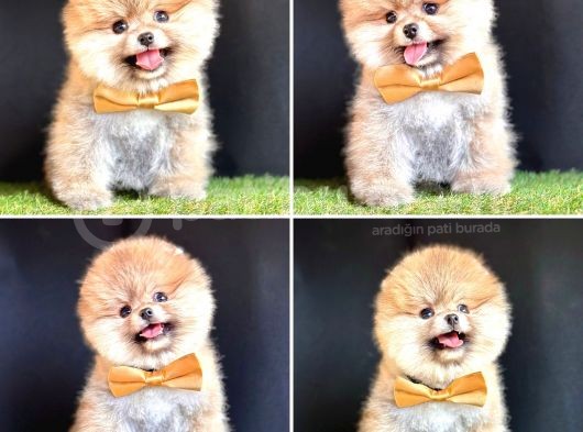 Pomerani̇an Boo Bebekleri̇mi̇z görsel