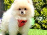 Orijinal Ayıcık Surat Pomeranian Boo