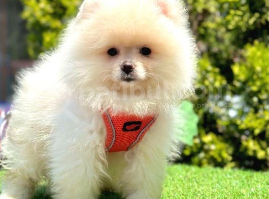 Orijinal Ayıcık Surat Pomeranian Boo görsel