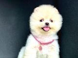Ori̇ji̇nal Ayi Suratli Pomerani̇an Boo Bebekleri̇mi̇z