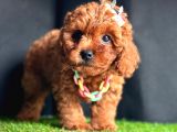 Sevimli Yavru Toy Poodle 