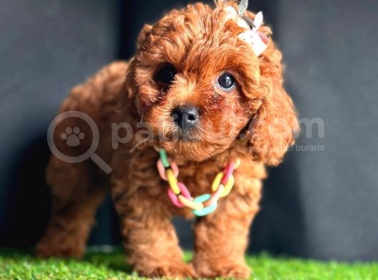 Sevimli Yavru Toy Poodle  görsel