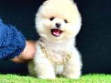 Ori̇ji̇nal Ayi Suratli Pomerani̇an Boo Bebekleri̇mi̇z