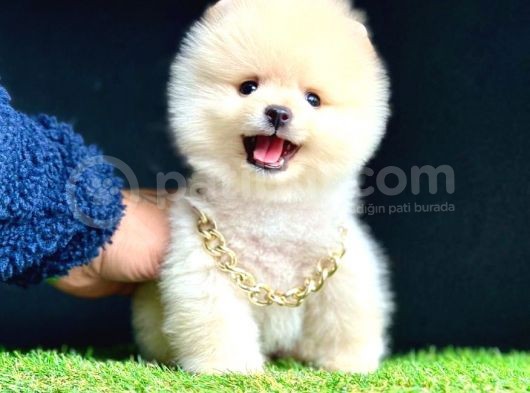Ori̇ji̇nal Ayi Suratli Pomerani̇an Boo Bebekleri̇mi̇z görsel