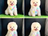POMERANİAN BOO BEBEKLERİMİZ