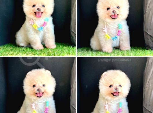 Pomerani̇an Boo Bebekleri̇mi̇z