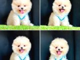 SÜPER POMERANİAN BOO BEBEKLERİMİZ