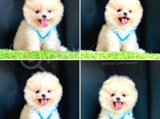 Süper Pomerani̇an Boo Bebekleri̇mi̇z