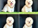 Süper Pomerani̇an Boo Bebekleri̇mi̇z