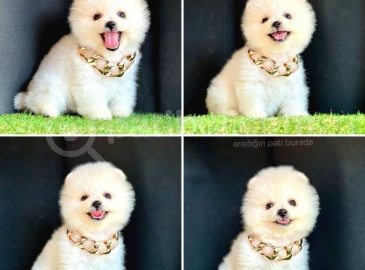 Süper Pomerani̇an Boo Bebekleri̇mi̇z görsel