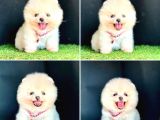 Pomerani̇an Boo Bebekleri̇mi̇z