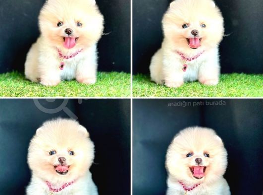 Pomerani̇an Boo Bebekleri̇mi̇z görsel